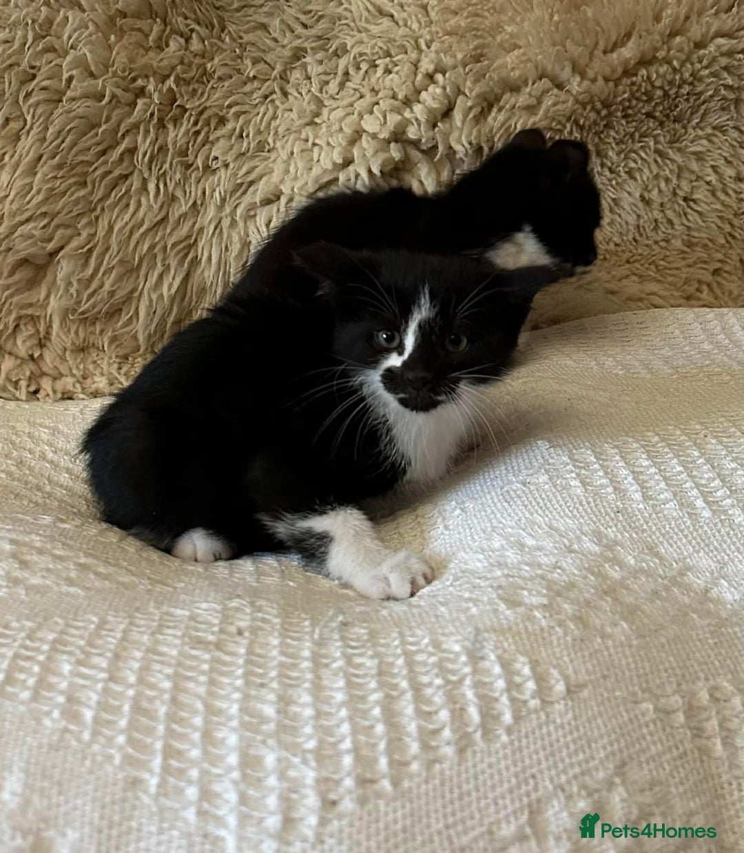 Mixed Breed cats for sale: Kittens  - Advert 8