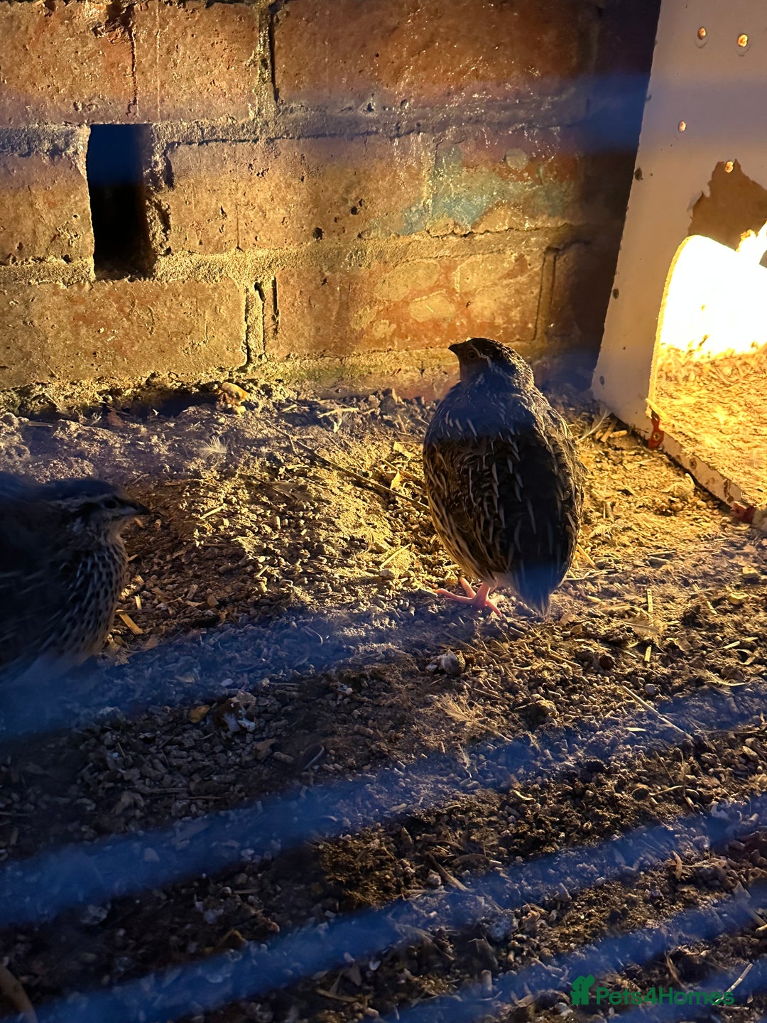 Mixed Breed birds for sale: Quail male and female  - Image 1