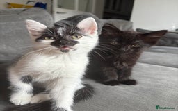 British Shorthair cats for sale: 2 Beautiful kittens  - Advert 1