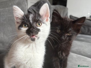 British Shorthair cats 2 Beautiful kittens - Advert 1