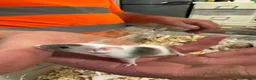Mouse rodents for sale: Baby mice ready 1st June - Advert 9