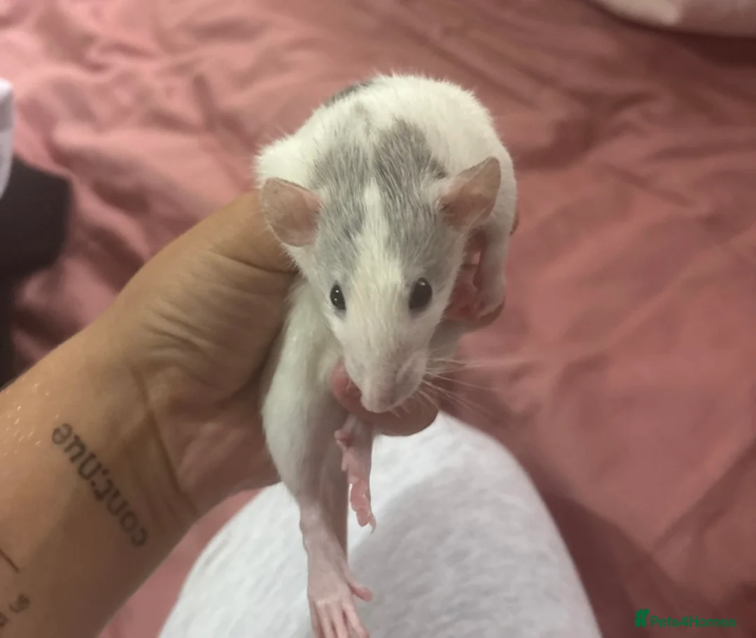 Rat rodents for sale: Baby Dumbo Rats  - Advert 2