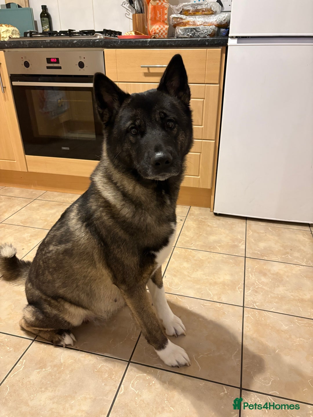 Akita dogs for sale: American Akita puppies on the way 21st of November - Advert 1