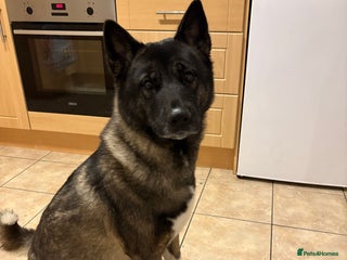 Akita dogs American Akita puppies on the way 21st of November - Advert 3