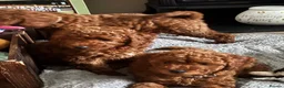 Cavapoo dogs for sale: F1b Cavapoo - Advert 5