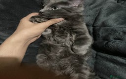 British Longhair cats for sale: british long hair  - Image 4