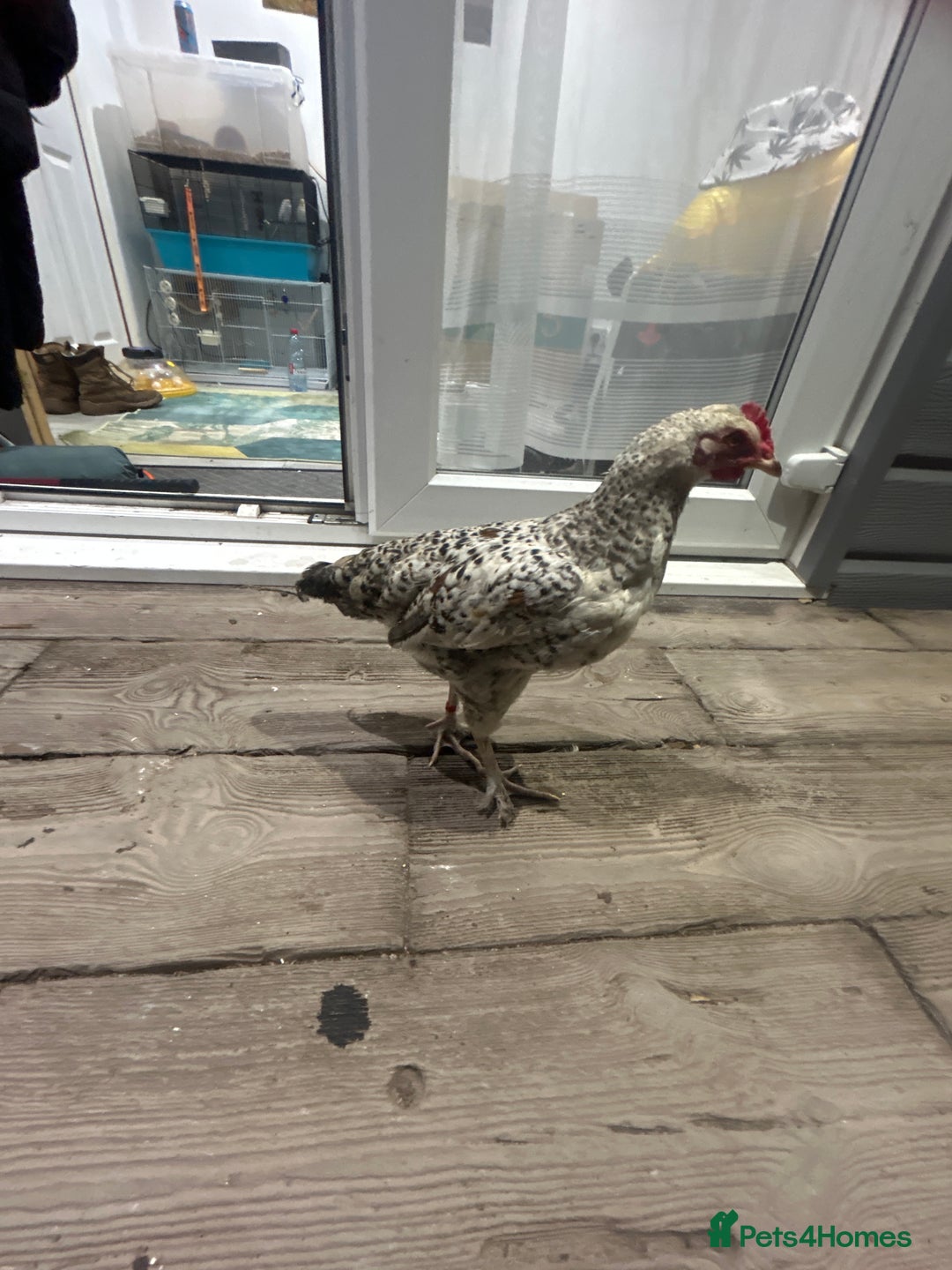 Chickens poultry for sale: Chicken for sale  - Image 2