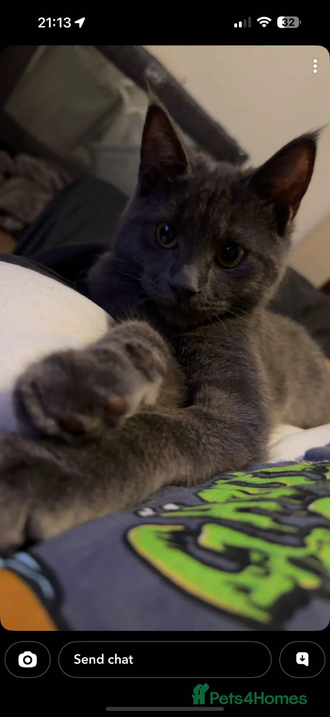 Mixed Breed cats for sale: Maine Coon x BSH boy  - Advert 2