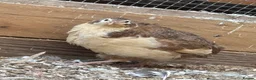 Quail poultry for sale: Quails  - Advert 2