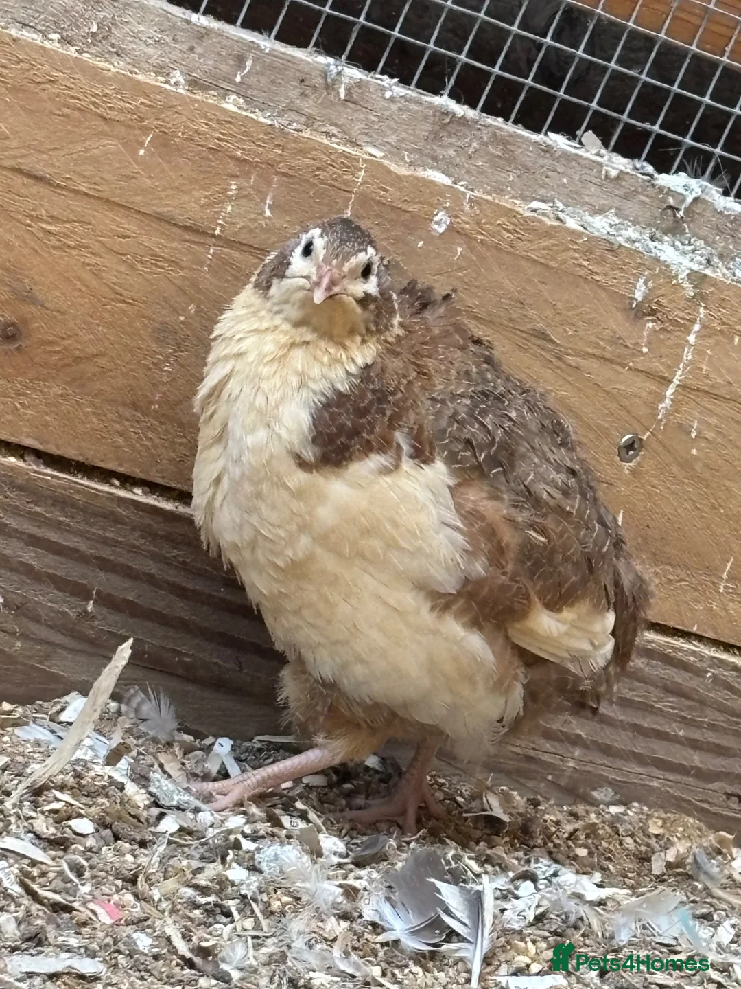 Quail poultry for sale: Quails  - Advert 2