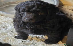 Labradoodle dogs for sale: Gorgeous Labradoodle Babies  - Image 17
