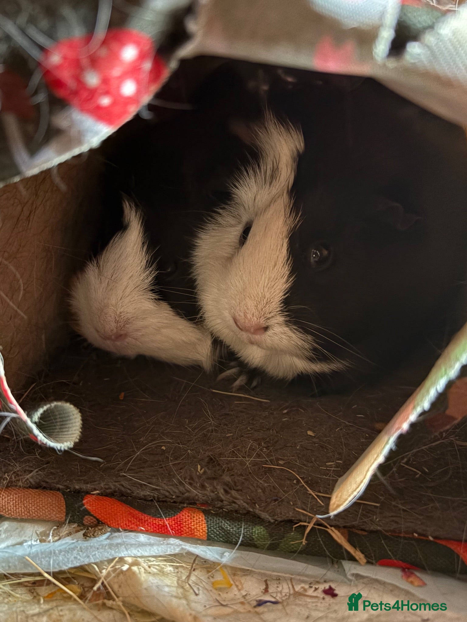 Guinea Pig rodents Two female guinea pigs  - Advert 6