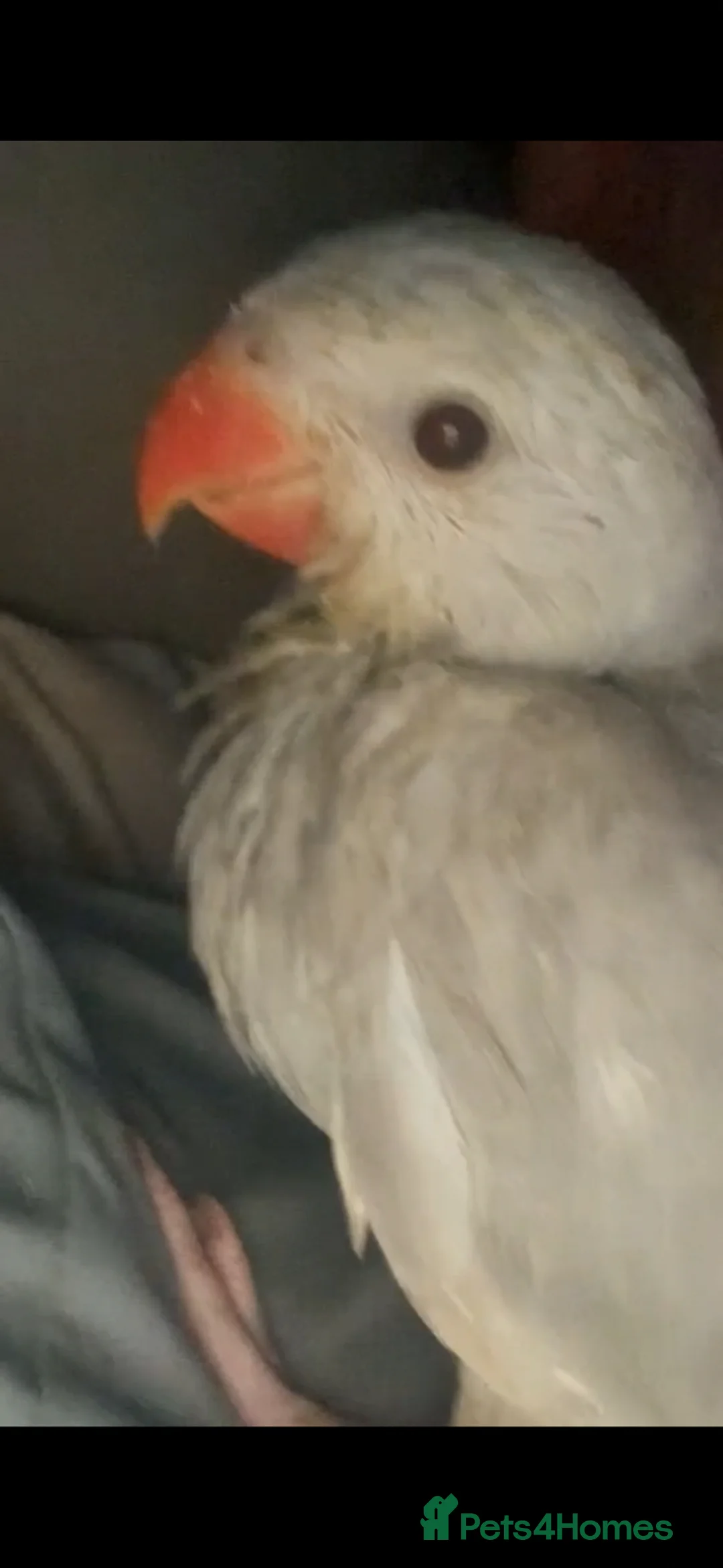 Ringnecks birds for sale: White Ring Neck For Sale  - Advert 2