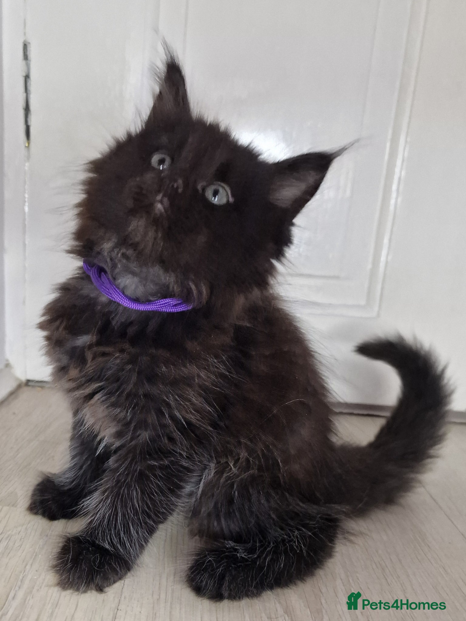 Maine Coon cats for sale: 8 maine coon kittens ready in Bury in Bury - Advert 6