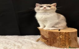 British Shorthair cats for sale: 💗 Gorgeous Full Pedigree BSH Trusted Breeder 💗 - Image 32