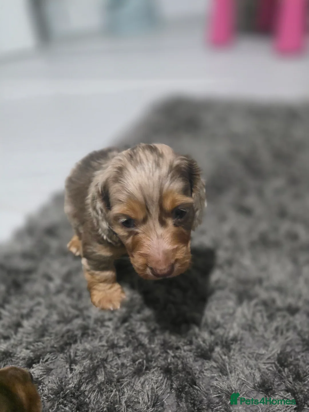 Miniature Dachshund dogs for sale: Miniature Long-Haired Dachshund isabella Puppies - Advert 8