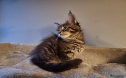 Maine Coon cats for sale: TICA REG.  Amazing kittens  - Image 7