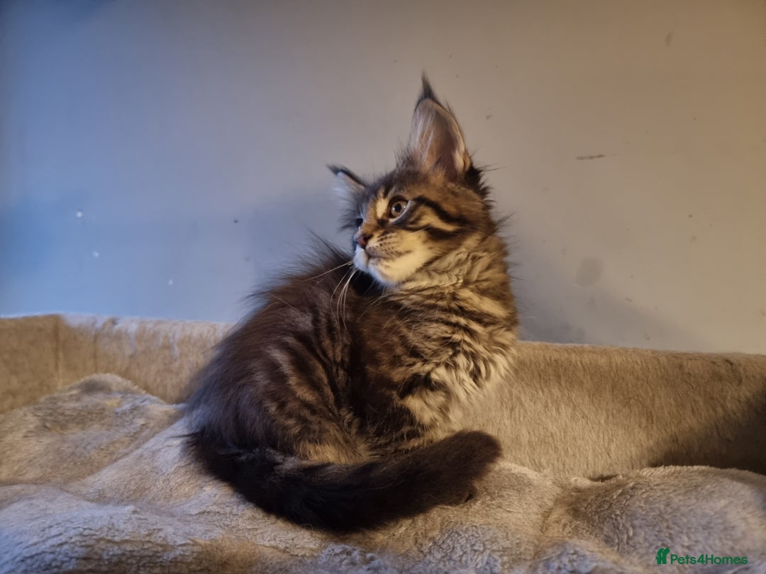 Maine Coon cats for sale: TICA REG.  Amazing kittens  - Image 7
