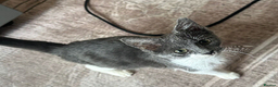 Mixed Breed cats for sale: adorable kitten 9 weeks old - Advert 2