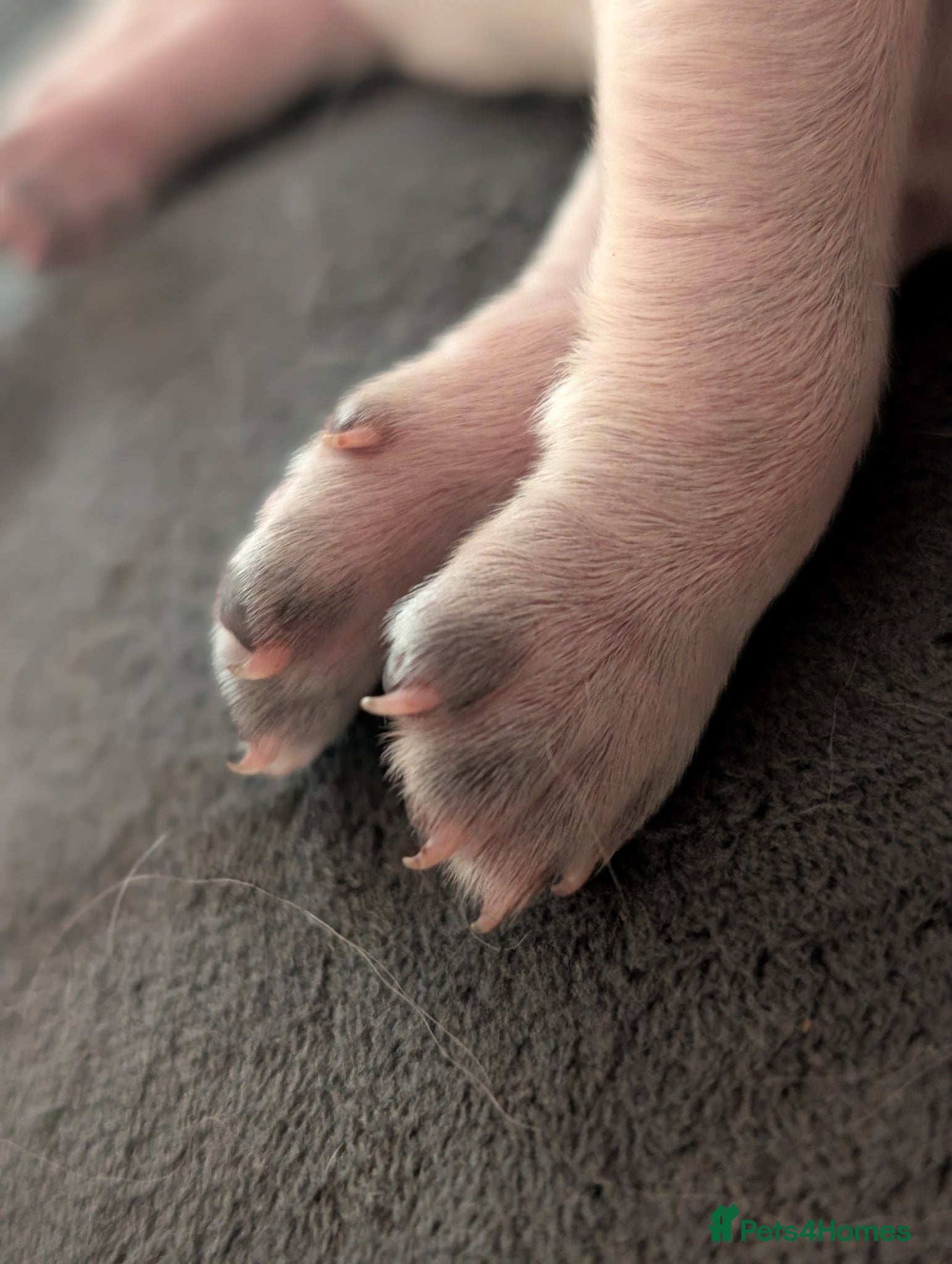 Sprocker dogs Sprocker puppies (generating any early interest) - Advert 1