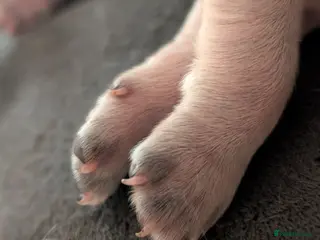 Sprocker dogs Sprocker puppies (generating any early interest) - Advert 1