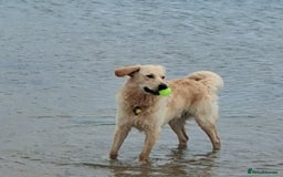 Goldendoodle dogs for stud: Mr Campbell  - Image 9