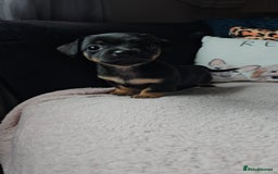 Jack Russell dogs for sale: Beautiful jack Russell pups - Image 6