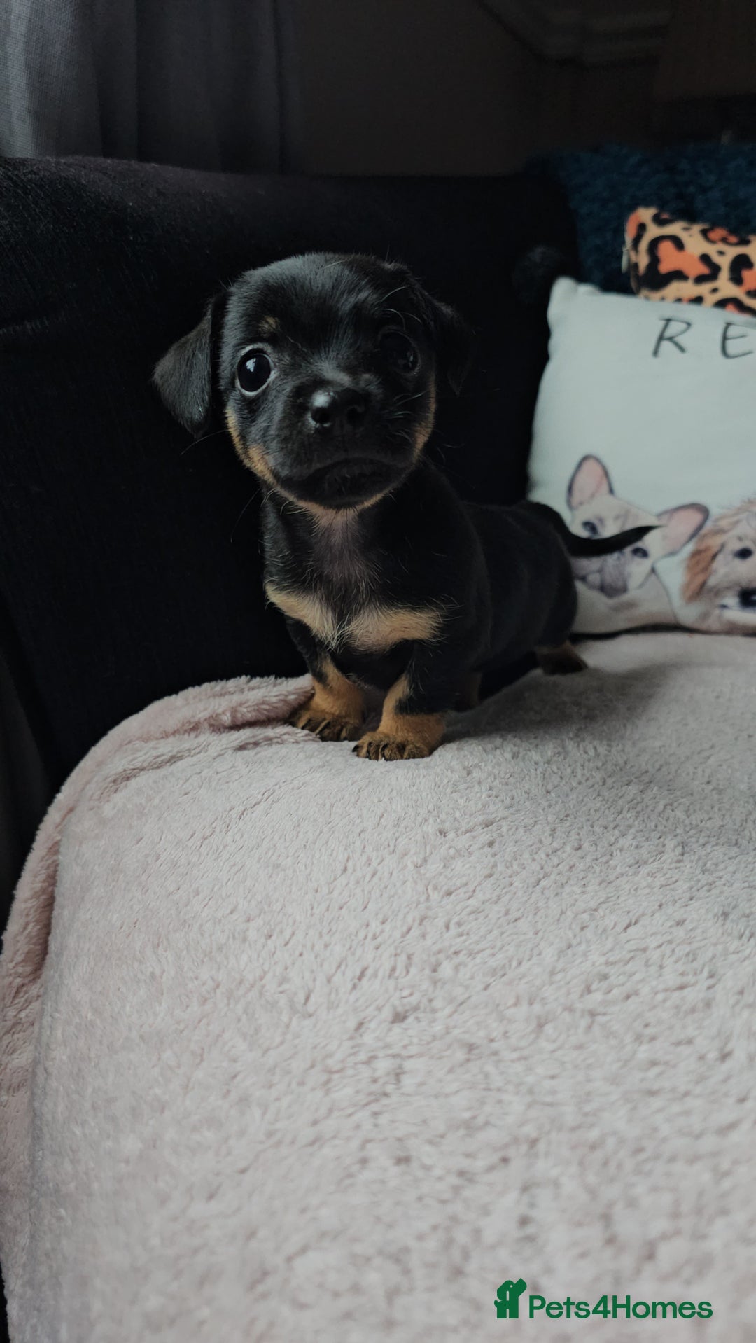 Jack Russell dogs for sale: Beautiful jack Russell pups - Image 6