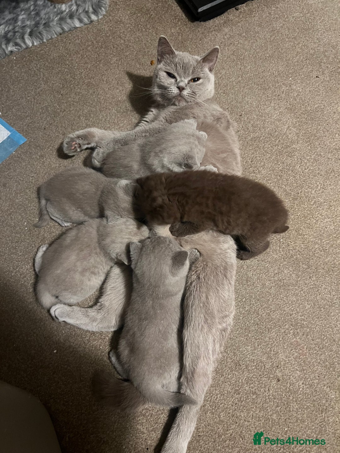 British Shorthair cats for sale: British Shorthair Kittens – Loving Homes Only 🐾 - Advert 20