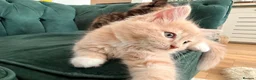 Ragdoll cats for sale: Ragdoll/ British mixed boy  in Lincoln - Advert 5