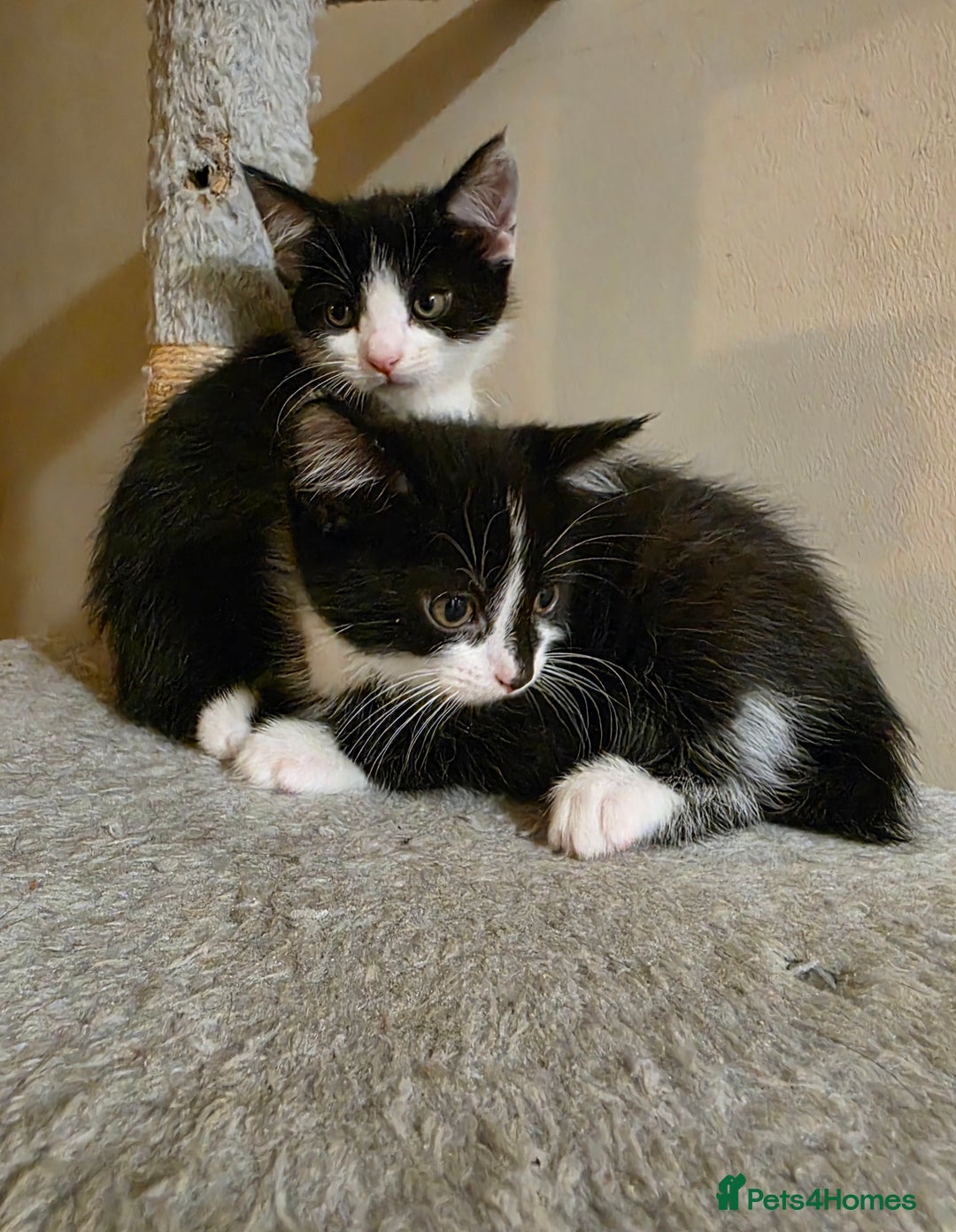 Mixed Breed cats for sale: Adorable longhair and short hair  - Advert 5