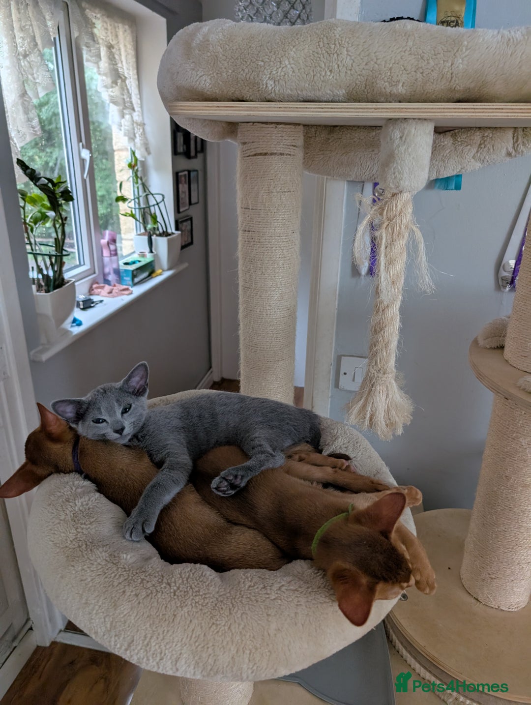 Russian Blue cats for sale: Stunning Russian Blue babies  in Huddersfield - Image 12