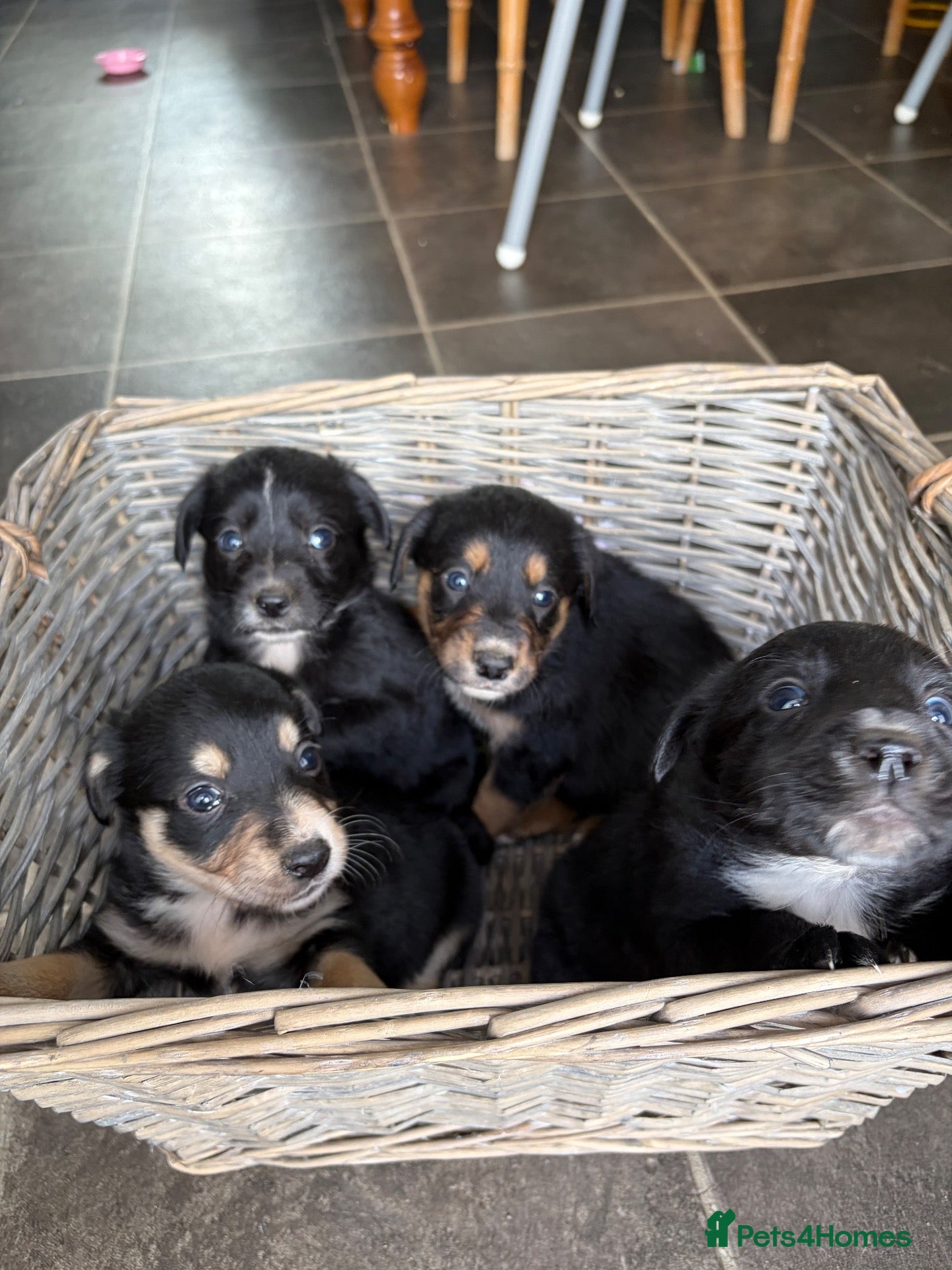 Mixed Breed dogs 4 beautiful Sprollie pups available  - Advert 1
