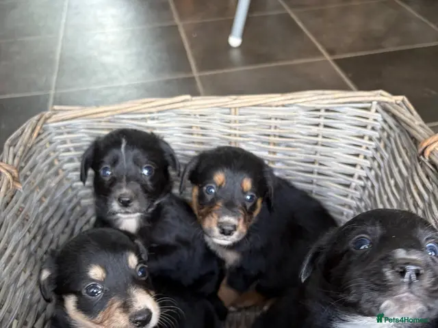 Mixed Breed dogs for sale: 4 beautiful Sprollie pups available - Advert 1