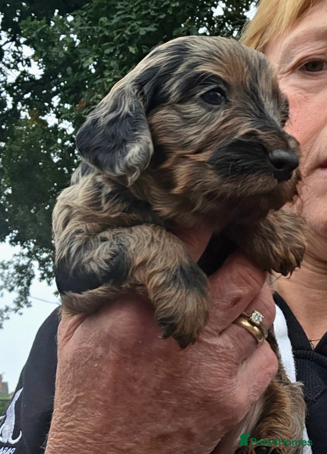 Cockapoo dogs for sale: Gorgeous Cockerpoo Puppies  - Image 12