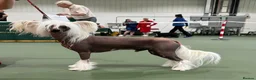 Chinese Crested dogs for sale: Chinese crested puppies - Advert 7