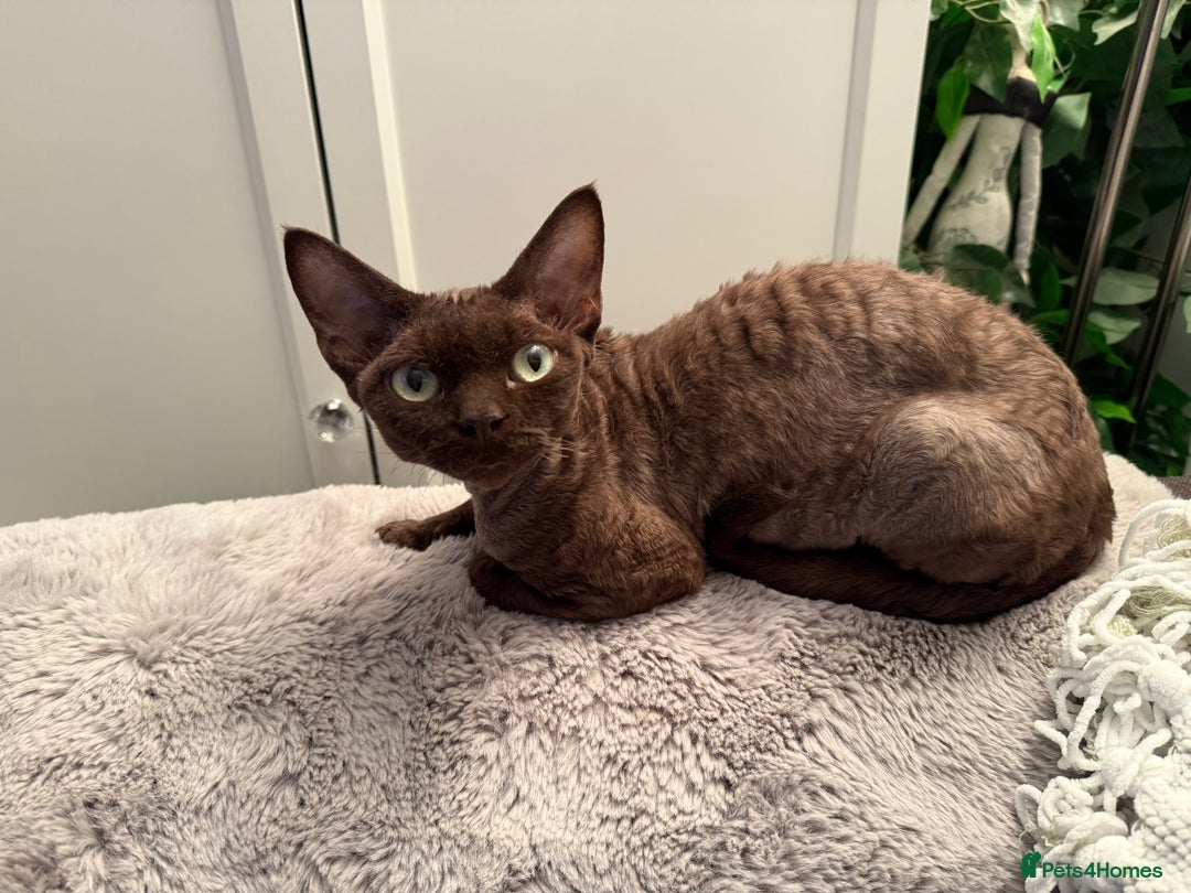 Devon Rex cats for sale: Chocolate Devon Female - Image 12