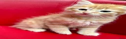 Mixed Breed cats for sale: Big Litter Big Love ❤️  - Advert 14