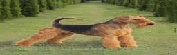 Airedale Terrier dogs for sale: KC Female Puppy Available- 5✨ licensed breeder - Advert 3