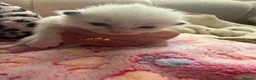 Ragdoll cats for sale: 5 Stunning Ragdoll dolls  - Advert 14