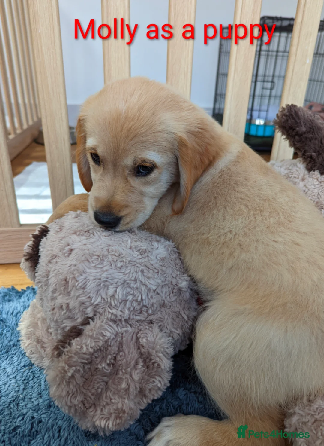 Golden Retriever dogs for sale: Kennel Club Registered Golden Retriever Puppies  - Advert 16