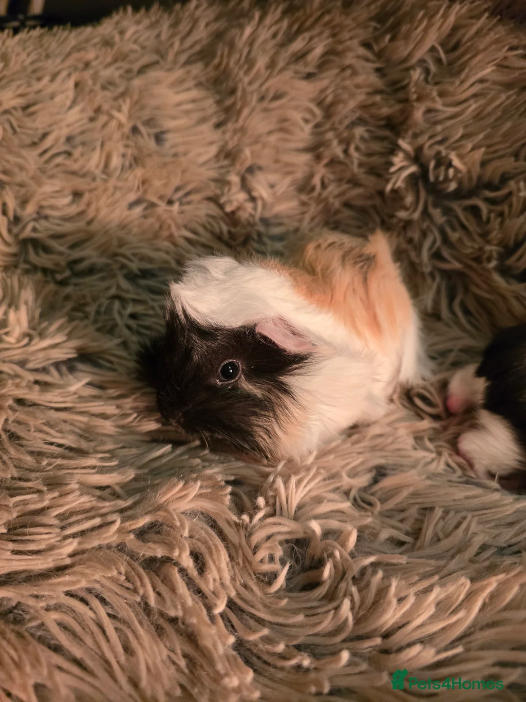 Guinea Pig rodents for sale: 2 female guineapigs  - Advert 3