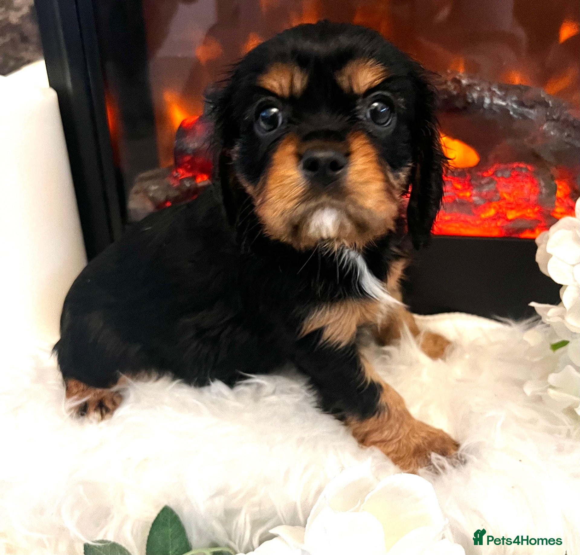Cavalier King Charles Spaniel dogs 💙 Health Tested Cavalier Boys💙 - Advert 2