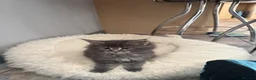 Maine Coon cats for sale: G Maine Coons - Advert 7