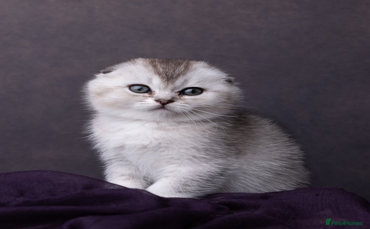 Scottish Fold cats in South Ockendon - Advert 14