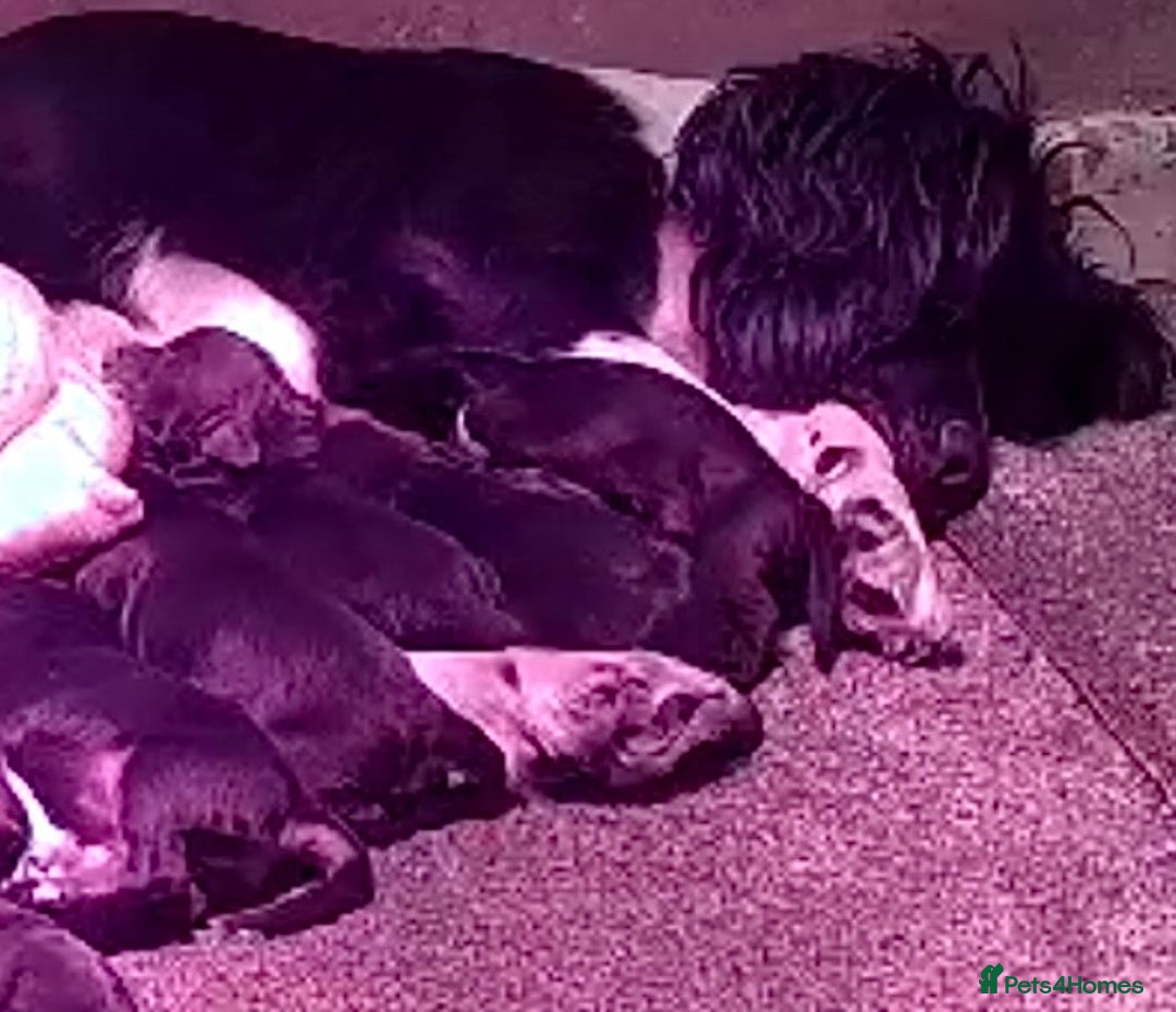 Cocker Spaniel dogs for sale: Cocker spaniel puppies for sale - Image 29