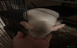 Chinchilla rodents for sale: Cute Chinchilla Male with cage - Image 4