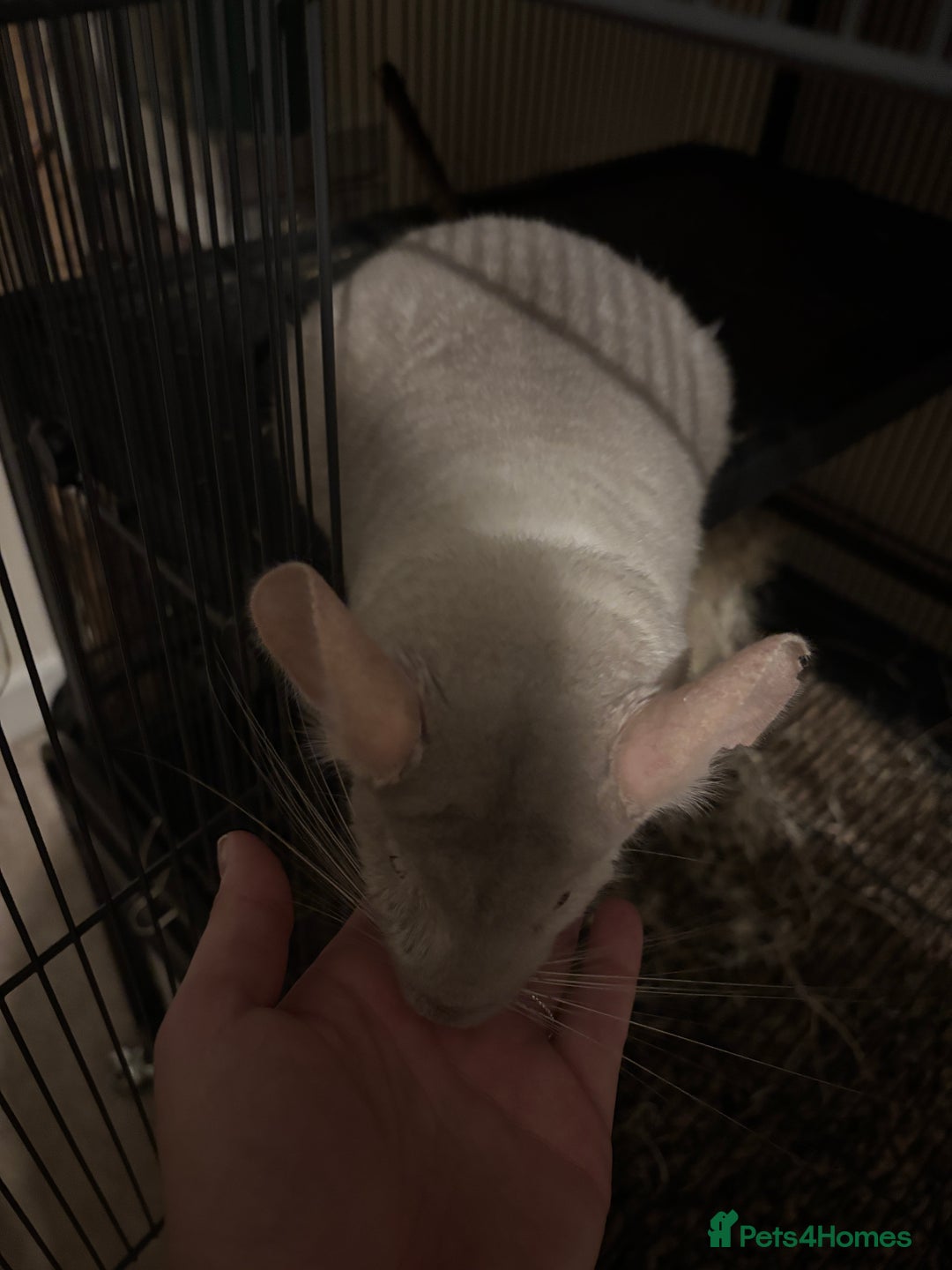 Chinchilla rodents for sale: Cute Chinchilla Male with cage - Image 4