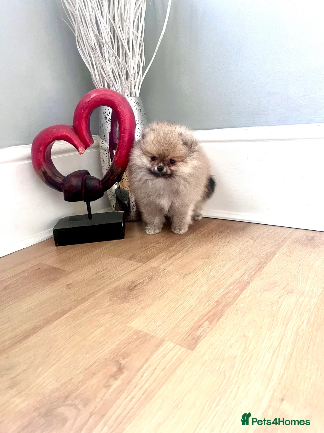 Pomeranian dogs for sale: Top Quality 🏆Championship 🧸Teddy Bear - Advert 3