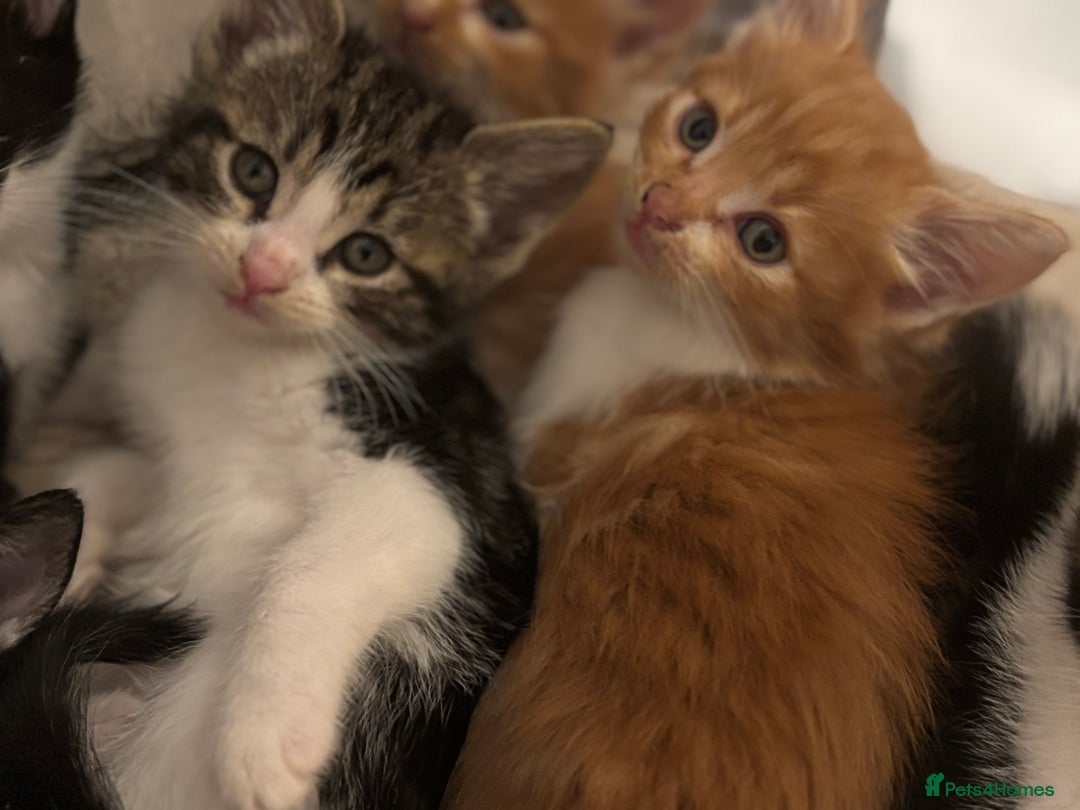 Domestic Shorthair cats for sale: Beautiful friendly Kittens  - Image 14
